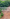 Billede af Charlotte Flindt Pedersen